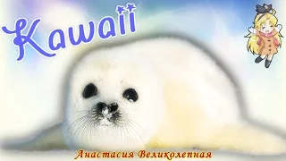 Самое милое видео/KAWAII/The cutest video EVER!