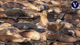 More than a thousand sea lions visit the San Francisco pier these days