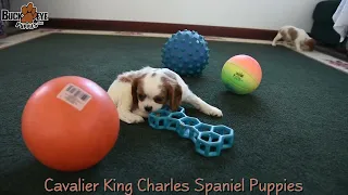 Cuddly Cavalier King Charles Spaniel Puppies