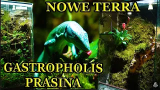 Projekt terrarium (Gastropholis prasina) EPICKIE