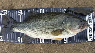 Catching my biggest working class zero citizen bass!!