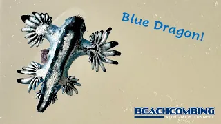 Beachcombing - Blue Dragon