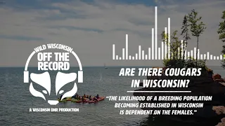 Are there cougars in Wisconsin? - Off The Record Podcast Ep. 24