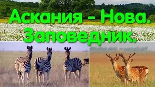 Аскания-Нова. Биосферный заповедник. Прогулка в степь. Дикие животные. Зебра. Фальц-Фейн. Парк. Zoo.