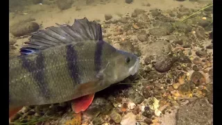 MONSTER Perch Devour Live baits! Under Water