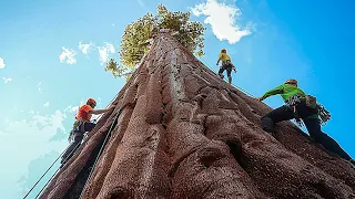 Самое большое дерево на Земле больше, чем можно описать словами