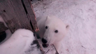 Это Россия детка! Кормление белого медведя печеньками.This Russia baby! Feeding the polar bear.