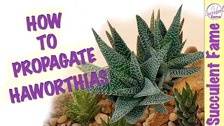 HOW TO PROPAGATE HAWORTHIA SUCCULENTS (With Updates)