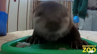 Otter pup tastes first fish at U.S. zoo