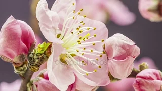 З Першим Днем Весни!| The first Day of Spring