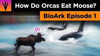 How Orcas Are a Natural Predator of Moose