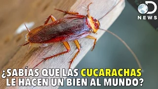 ¿Sabías que las CUCARACHAS le hacen un bien al mundo? | Discovery en Español