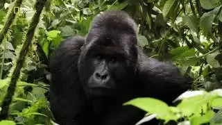 Explorer - Les gorilles : les trésors du Parc de Virunga