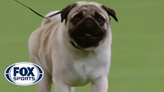 Everything you need to know about the Toy Group | WESTMINSTER DOG SHOW (2018) | FOX SPORTS