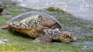 Sea turtle injured to death by accidental angler