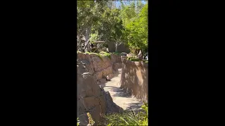 Stray Dog Spotted Inside Gorilla Enclosure at San Diego Zoo