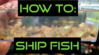 How to Ship Aquarium Fish [Full tutorial]