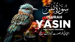 Tranquil Recitation of Surah Yasin (Yaseen) سورة يس for Deep Relaxation | Zikrullah TV