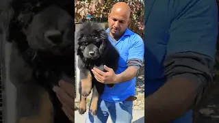 Tibetan Mastiff Puppy #short's #shortvideo