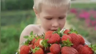 🍓🍓🍓Первую подкорку клубники, делаю азотными удобрениями (селитра, мочевина, азофоска).