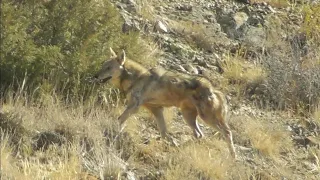 Гург Дидем 😱 Горный волк Mountain wolf Қариб бхрамона