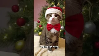 Ждём твою подписку🥰Смешные коты- котомафия|  #funnyvideo #cute #мяу