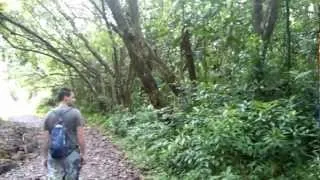 Nakoa Trail Bird Songs