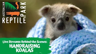 LIVE: RAISING KOALA JOEYS | AUSTRALIAN REPTILE PARK