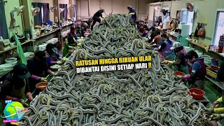 Mengerikan!! Dikampung Ini Ribuan Ular Dib4nt4i Setiap Hari, Kampung Ular Terbesar di Dunia !!