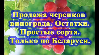 Продажа черенков винограда. ТОЛЬКО ПО БЕЛАРУСИ / Sale of grape cuttings. ONLY IN BELARUS