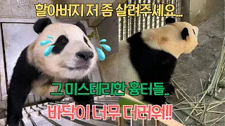 푸바오 는 중국에서 혹독한 대우를 받고 있는데 후이바오의 등에 생긴 신비한 흉터와 이마의 흉터는 무엇일까요? 바닥 타일이 노후화되어 매우 더럽고, 상태가 너무 안 좋습니다.