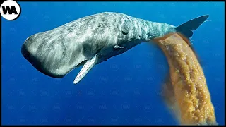 Безумная Китовая Защита и Проблемы Слонов
