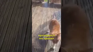 🐱Кошка Притворилась Что Хромает