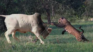 ONÇA TENTA ATACAR GRANDE TOURO NELORE MAS ISSO ACONTECE