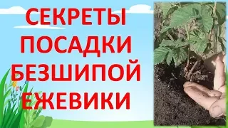 КАК ПОСАДИТЬ саженец ЕЖЕВИКИ ВЕСНОЙ В ГРУНТ. Как выращивать ежевику.