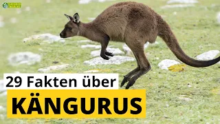 29 Steckbrief-Fakten über Kängurus - Doku-Wissen über Tiere - für Kinder