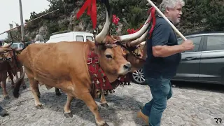 Santo António Mixões da Serra - Bênção dos Animais 2023