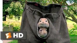 Peter Rabbit (2018) - No Guts, No Glory Scene (3/10) | Movieclips