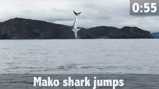 JUMPING MAKO SHARK