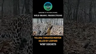 Yellow-Throated Marten Killed By Amur Leopard