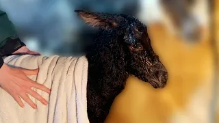 Baby Donkey Birth! But something is not right...