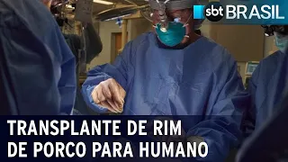 Transplante de rim de porco para humano é considerado bem-sucedido nos EUA | SBT Brasil (20/10/21)