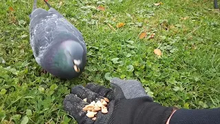 feeding a pigeon