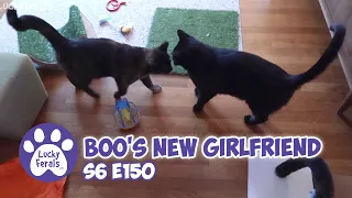 Boo's New Girlfriend, The Return Of The Cat Wheel! S6 E150 Rescued Cats, Bonded Cats, Training Cats