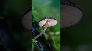 Mushroom Photography 🍄
