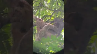 ENTRE VOZ ES. Koalas en Costa Rica.