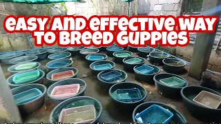 How to Breed Guppies