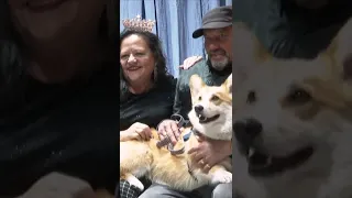 Corgi lovers take over London's Leadenhall Market ahead of Queen's Jubilee