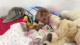 Monkey SinSin is very affectionate and takes good care of baby monkey ZiZi when he is sick