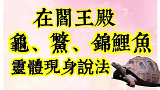 閻王殿前，鱉、草龜與花色錦鯉三靈體現身說法！墮落至畜生道的原因？濟群法師